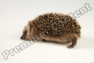 Hedgehog - Erinaceus europaeus  0041